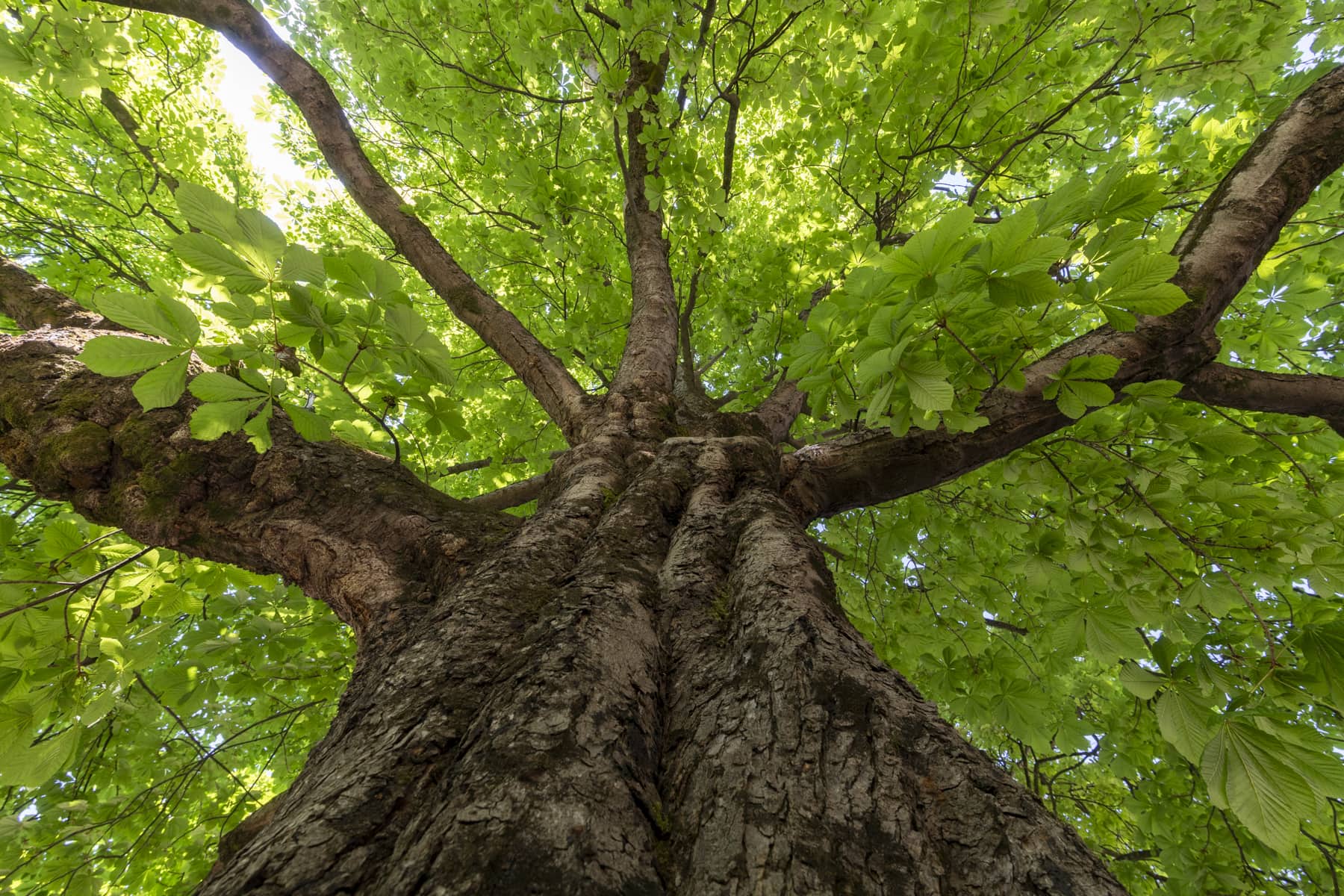 The monumental 250-year-old Napoleonic plane tree in the Casagrande garden