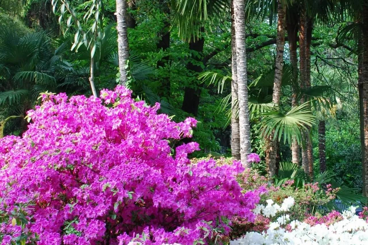 Azzalee e rododendri
